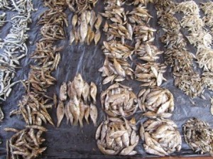 Sun dried fish from Lake Malawi