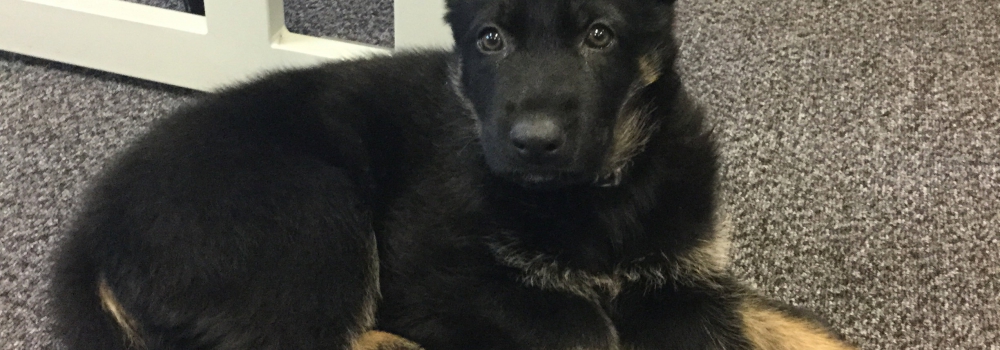 Job Spotlight – Police Dog Handler