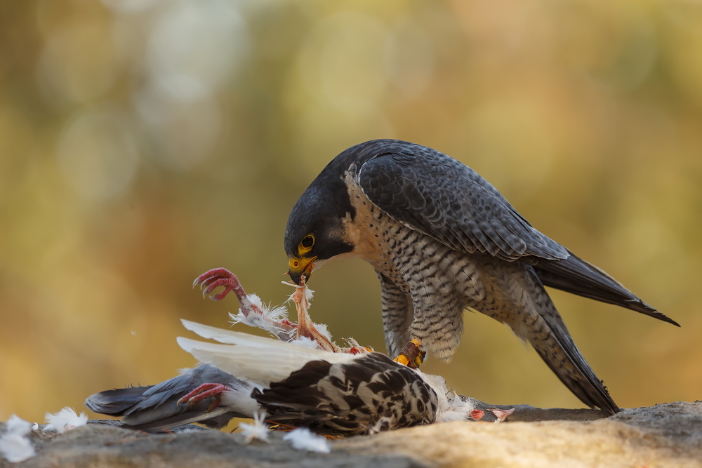 Peregrine Falcon eating it's prey