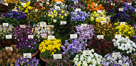 Climate change forces flower festival forward a month since 1960s, study shows