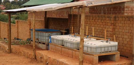 Aquaponics in Uganda – Questions of Sustainability