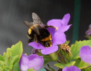 Buff-tailed-bumblebee-on-bacopa-15-06-17-300x234