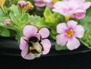 Buff-tailed-bumblebee-on-pink-13-06-17-356x272
