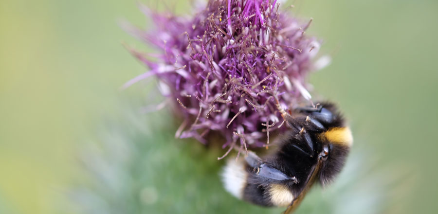 Biodiversity-and-bumblebees