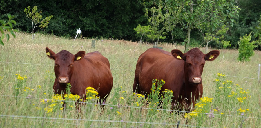Red-poll-cattles-on-the-farm