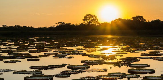 Hydroelectric Dams Threaten Brazil’s Mysterious Pantanal – One of the World’s Great Wetlands