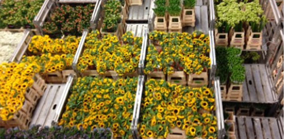 Sustainability Moves Up the Agenda for British Florists: Local Responses to Global Supply Chain Challenges