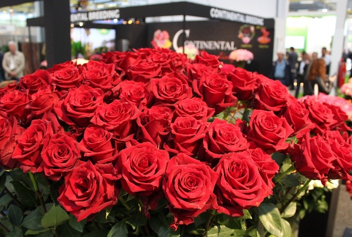 A big bunch of red roses