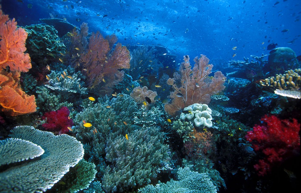 Terumbu-Karang-Raja-Ampat