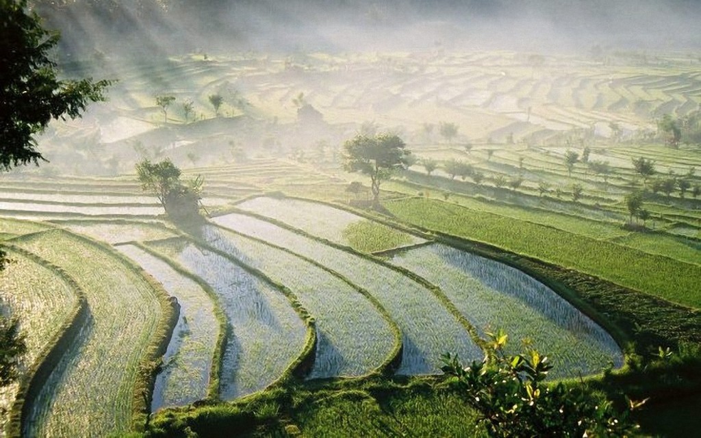 ws_Bali_Rice_Fields_1440x900