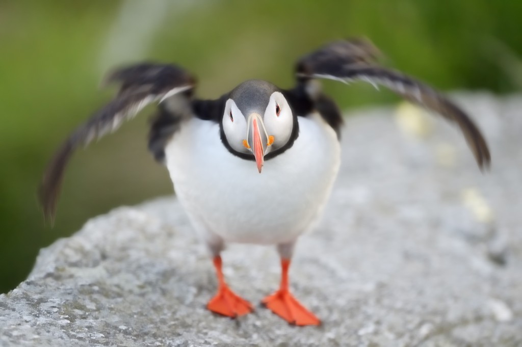 Scarborough Puffin