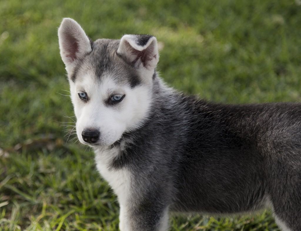 Scarborough: Visit the Siberian Husky puppies!