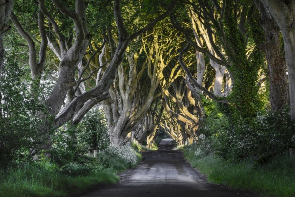 Visit The Dark Hedges in Northern Ireland