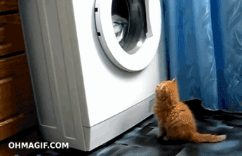 washing machine cat giphy
