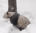 panda-rolling-in-snow