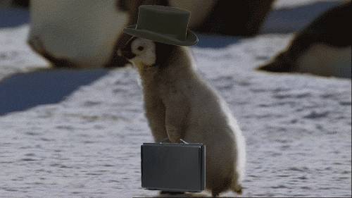 penguin, work, hat, briefcase