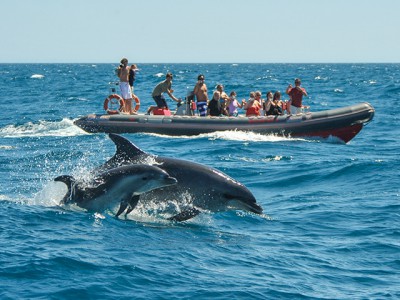 Dolphins