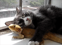 cat-and-lizard-friends