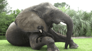 elephant-appreciation-day