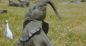 baby-elephant-playing