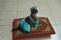 fancy-dress-cat