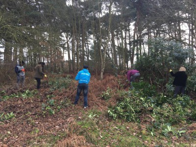 Our student volunteers have been working with the park rangers to clear the area of 'toxic' plantation.