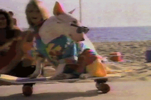 skateboarding-puppy