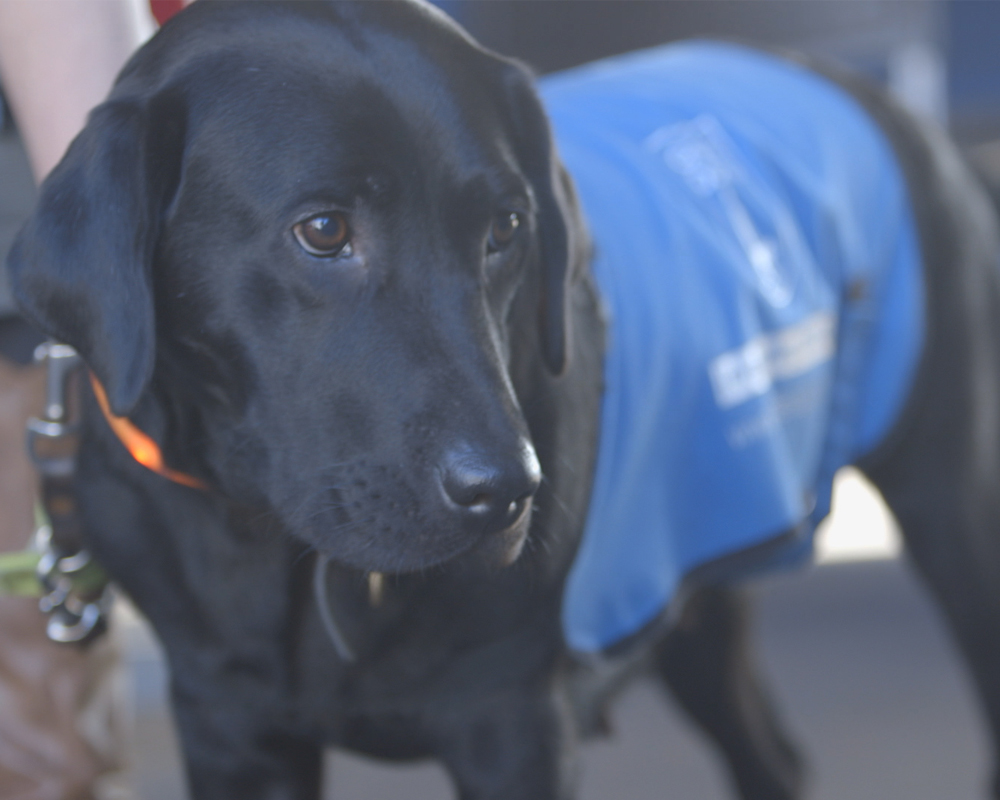guide-dogs-for-the-blind-coat-view