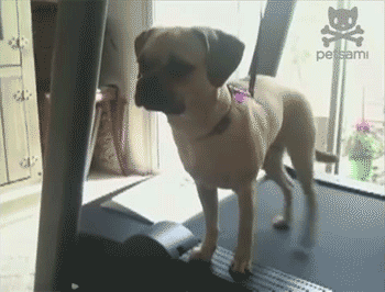 exercising-puppy