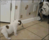 puppy-standing-up-to-dog
