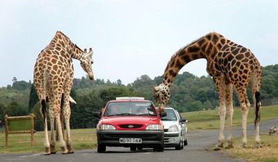 giraffe-car