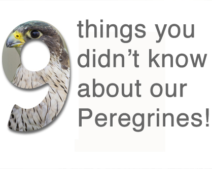 9 things you didn’t know about Peregrine Falcons!