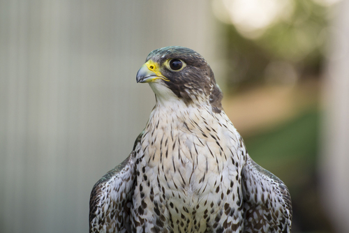 9 things you never knew about Peregrine Falcons