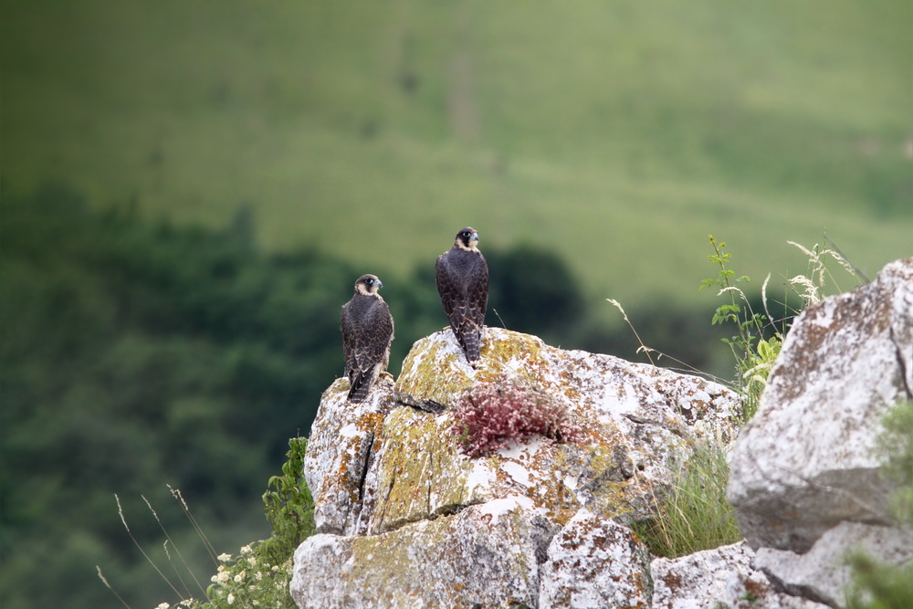 Peregrine Falcons on cliff top