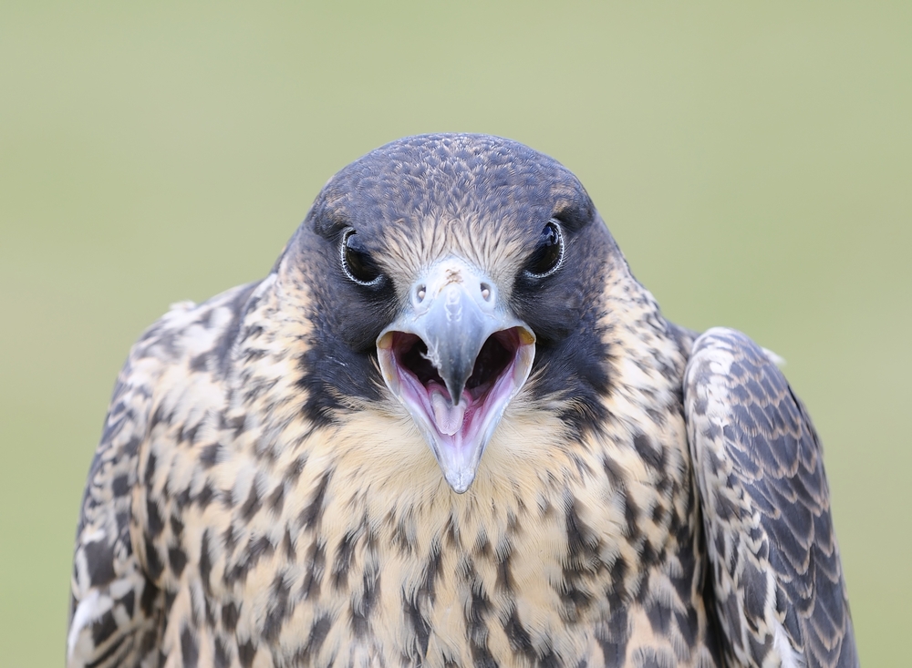 Peregrine Falcon looking scary