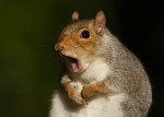 15 things you need to know about squirrels