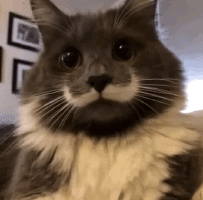 moustache-cat