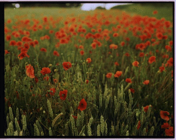 poppy-field