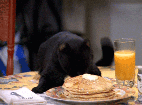 cat-eating-pancakes
