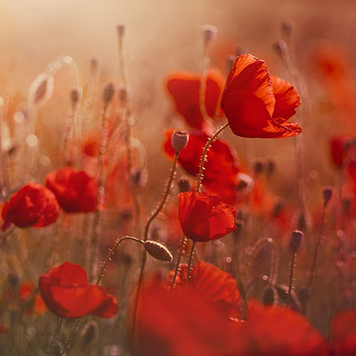 red-poppies